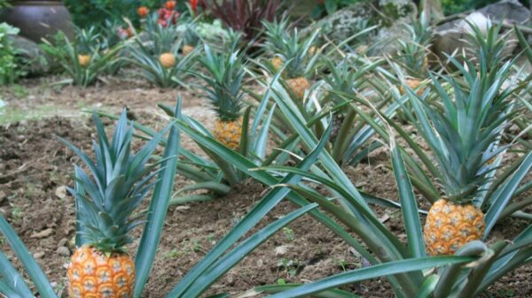 Confiture Ananas et Mangue - Saveurs Tropicales Authentiques – Image 4